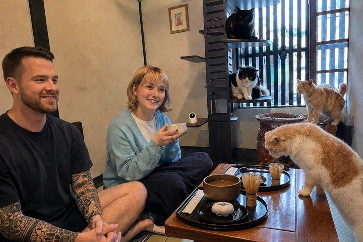 Kyoto Ethikisches Katzen-Refugium und Teezeremonie Kleingruppe