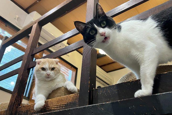 京都エシカルキャットサンクチュアリと茶道体験 少人数制