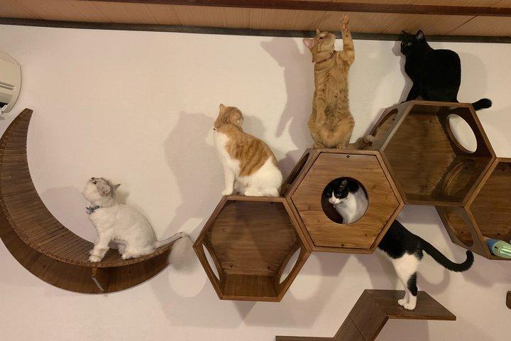 京都エシカルキャットサンクチュアリと茶道体験 少人数制