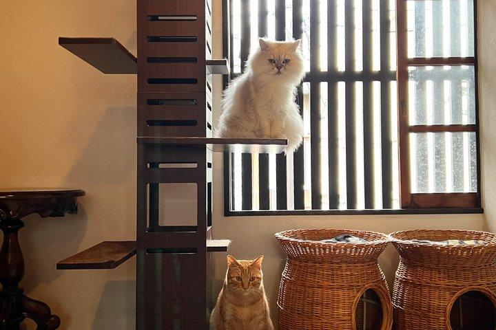 京都エシカルキャットサンクチュアリと茶道体験 少人数制