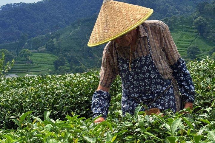 杭州梅澳茶摘みと茶焙煎体験