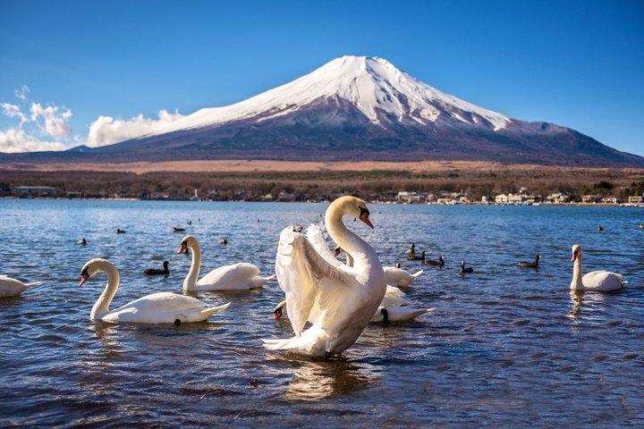 東京発富士山全日観光ツアー