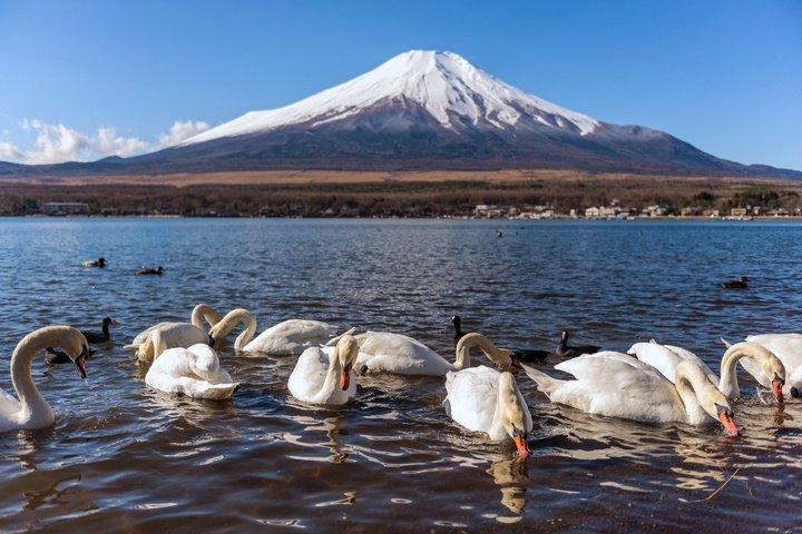 東京発富士山全日観光ツアー