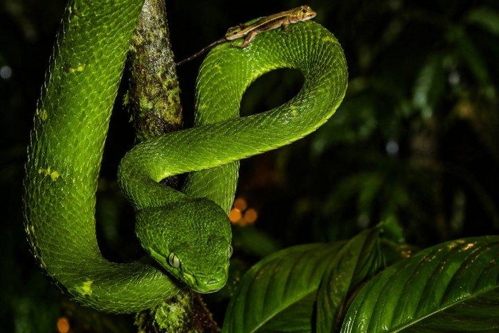 Monteverde Cloud Forest Night Wildlife Experience