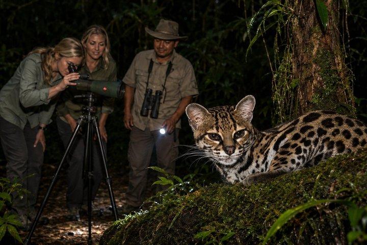 Nacht-Wildtierbeobachtung im Nebelwald von Monteverde