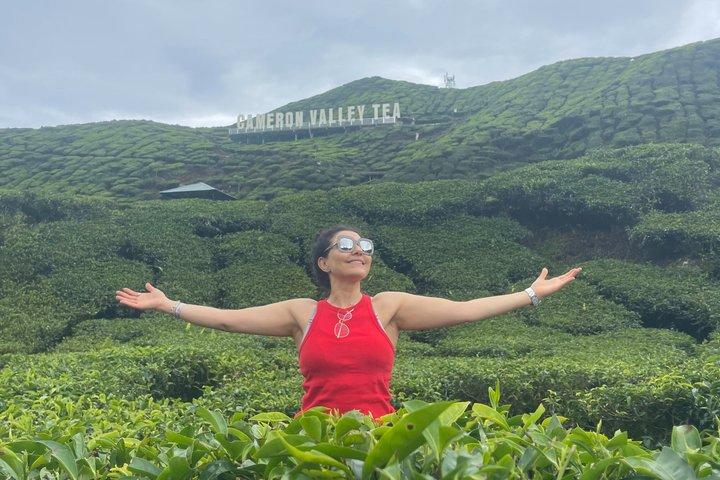 Cameron Highlands Private Tour Full Day From Kuala Lumpur