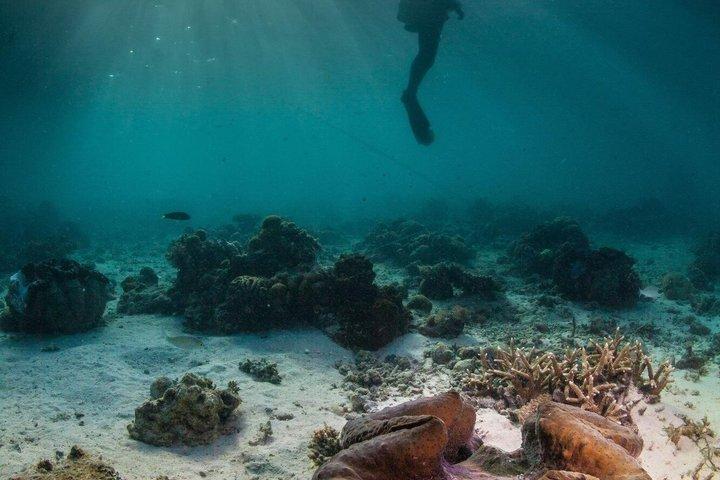 Coron Open Water Kurs 2 Dage 4 Dyk