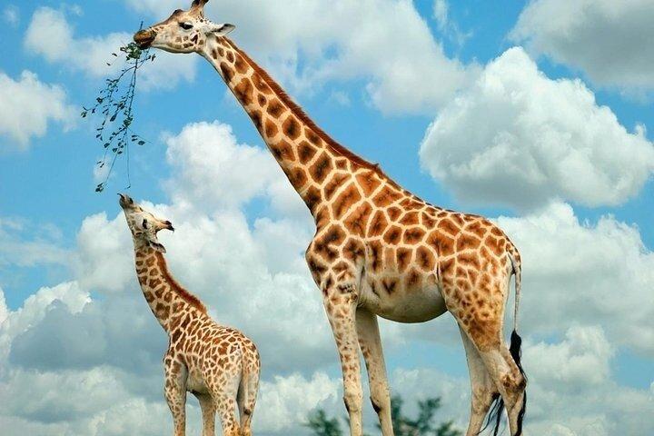 ナイロビ発キリンセンターとケニアのボマス日帰りツアー
