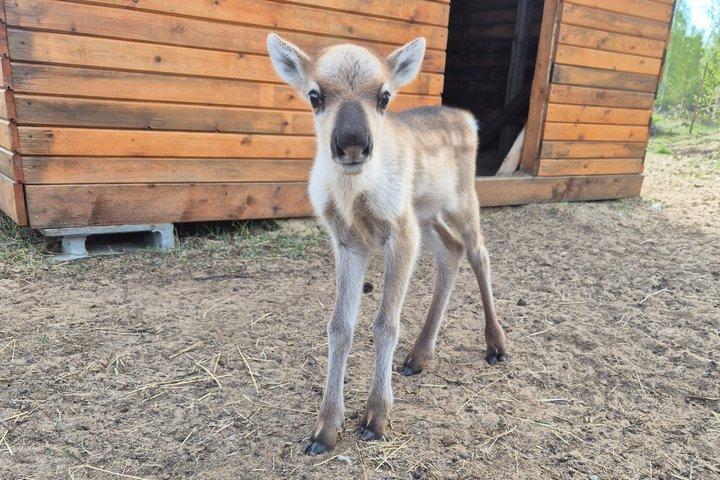 ロヴァニエミ近郊のプライベートなトナカイ農場訪問