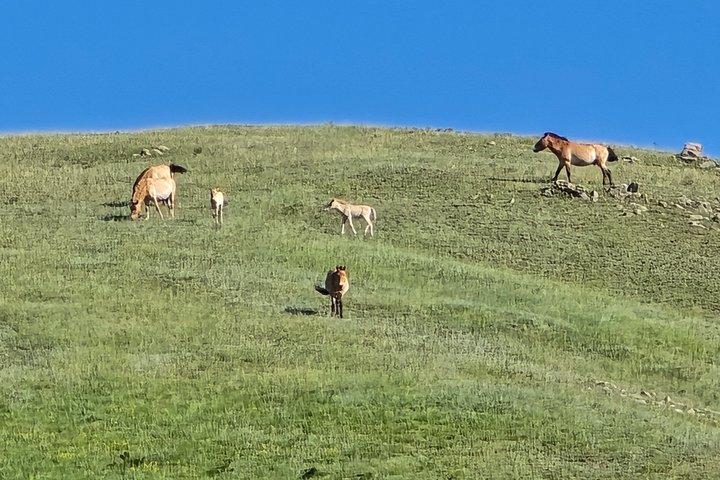 モンゴル・フスタイ国立公園へのプライベート日帰り旅行