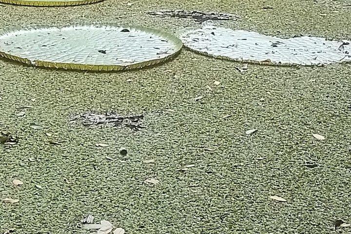 マナウスのアマゾン博物館（MUSA）ツアー：アマゾン体験