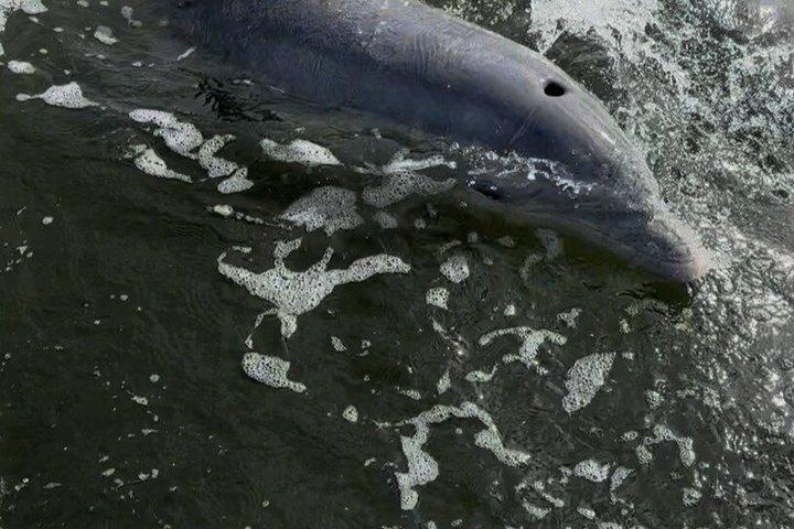 ココビーチでの家族向け釣りおよびエコツアー