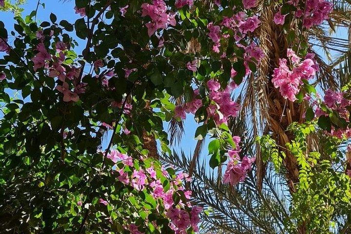 Taroudant Half Day Tour and Goat Tree Visit