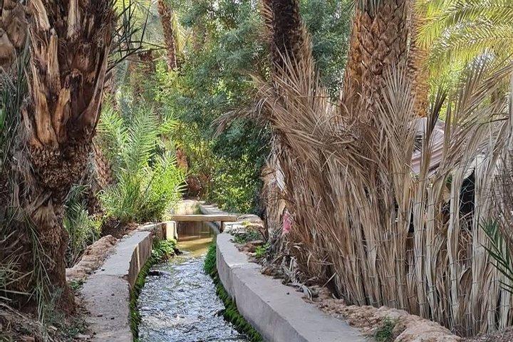 Taroudant Half Day Tour and Goat Tree Visit