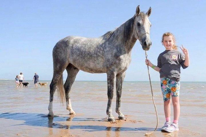 ハルガダ：朝または夕方の乗馬と水泳