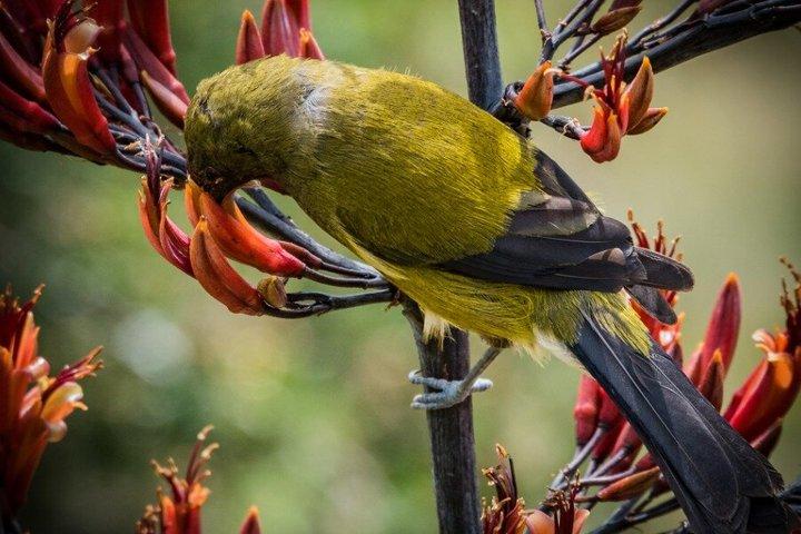 Glenorchy Kiwi Speciale Tour
