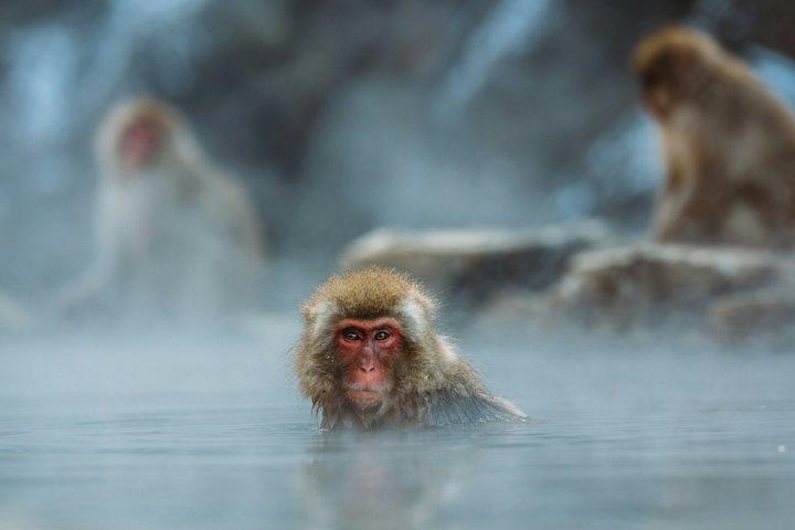 Nagano Snow Monkey Private Tour from Tokyo Personalize Experience