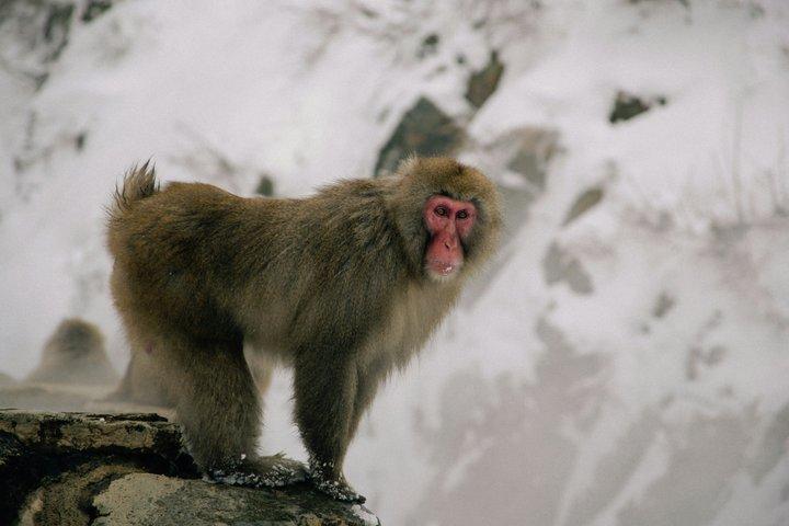 Nagano Snow Monkey Private Tour from Tokyo Personalize Experience