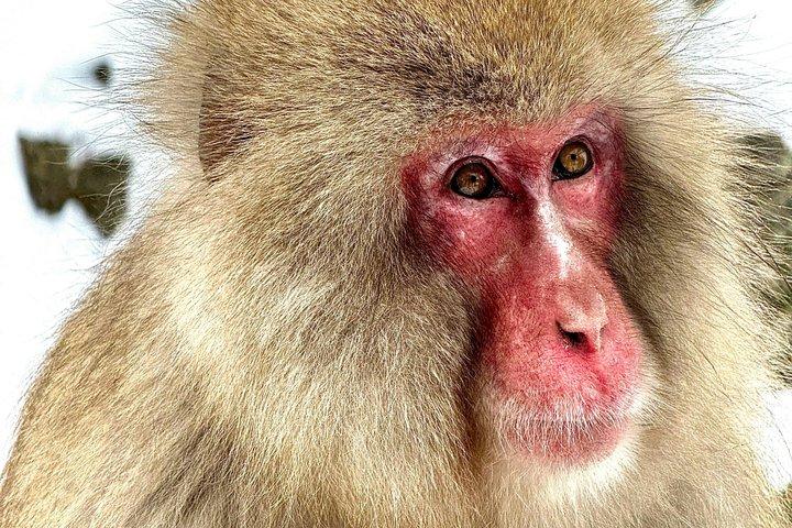 Nagano Snow Monkey Private Tour from Tokyo Personalize Experience