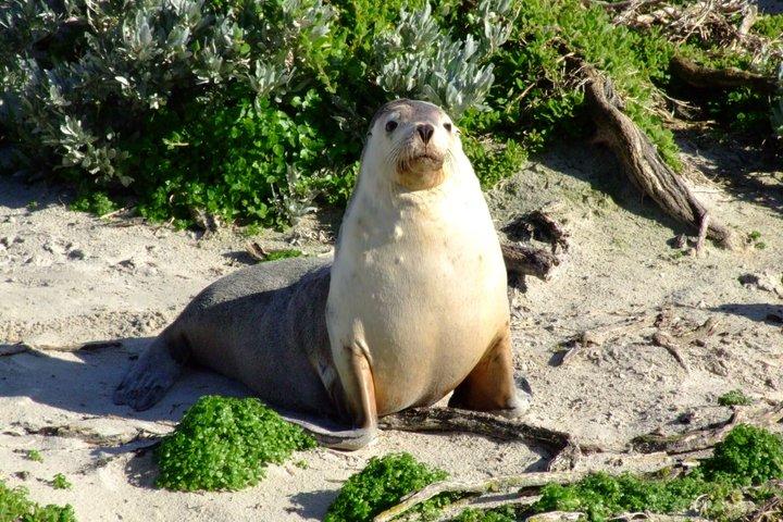 Kangaroo Island Wildlife and Nature Day Tour