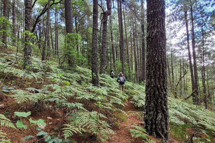2 Days Sierra Norte Cloud Forest Adventure