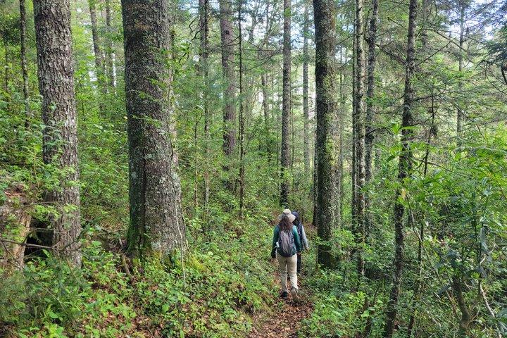 2 Days Sierra Norte Cloud Forest Adventure