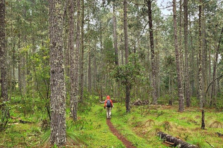 2 Days Sierra Norte Cloud Forest Adventure