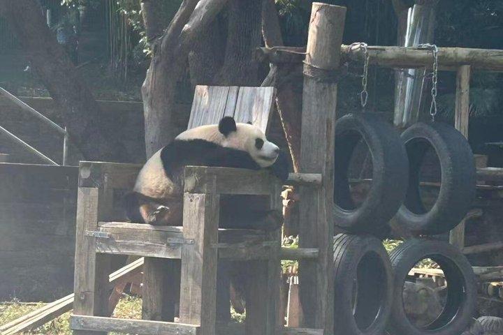 Private Chongqing Panda & Beicang Creative District Tour