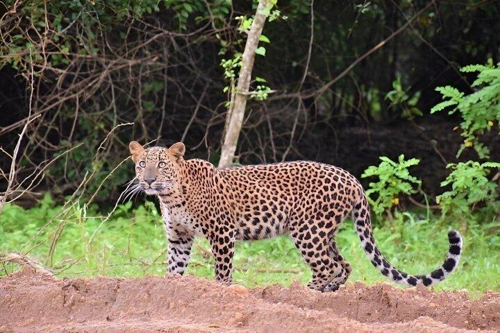 Yala National Park - Special Leopard Safari Tour