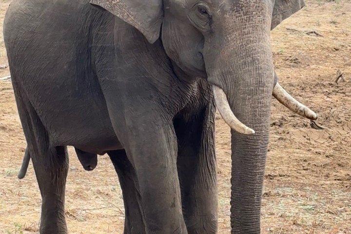 ヤラ国立公園 - 特別レパードサファリツアー