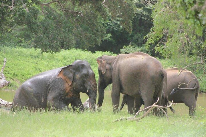 ヤラ国立公園 - 特別レパードサファリツアー