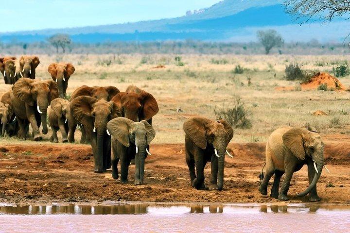 ナイロビ発ツァボ ウェスト国立公園野生生物サファリ 3 日間