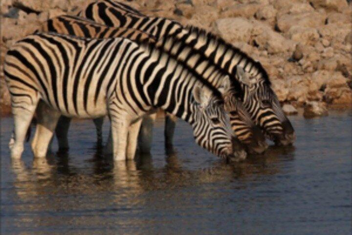 2 Day Guided Camping Safari in Etosha National Park