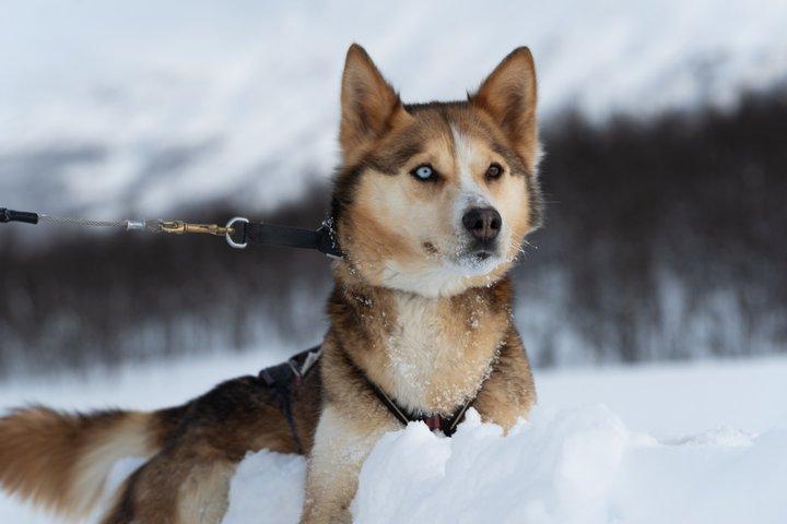 トロンソからの簡単な犬ぞりツアーとケネル訪問