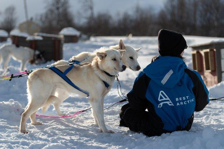 トロンソからの簡単な犬ぞりツアーとケネル訪問
