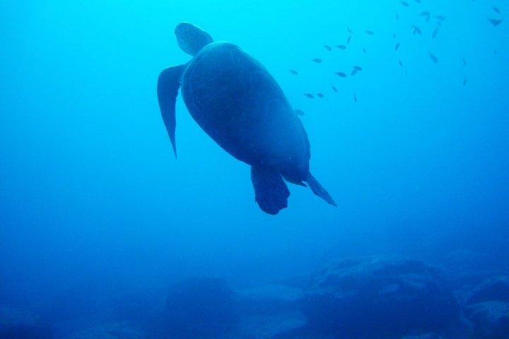 Discover Scuba Diving with Turtles and Underwater Sculptures