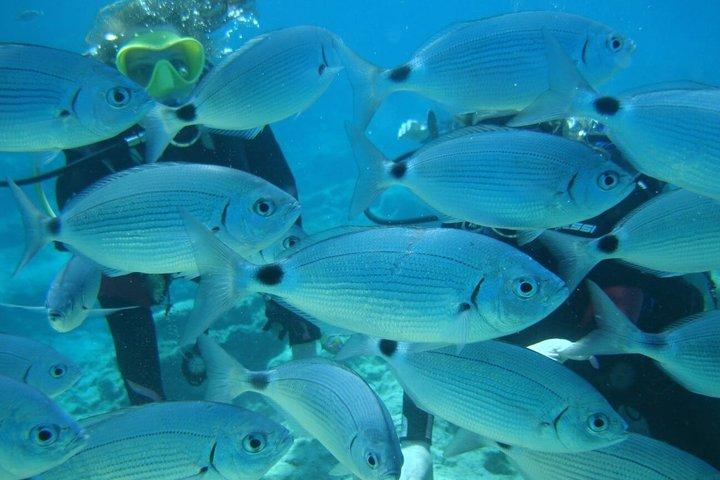 Discover Scuba Diving with Turtles and Underwater Sculptures