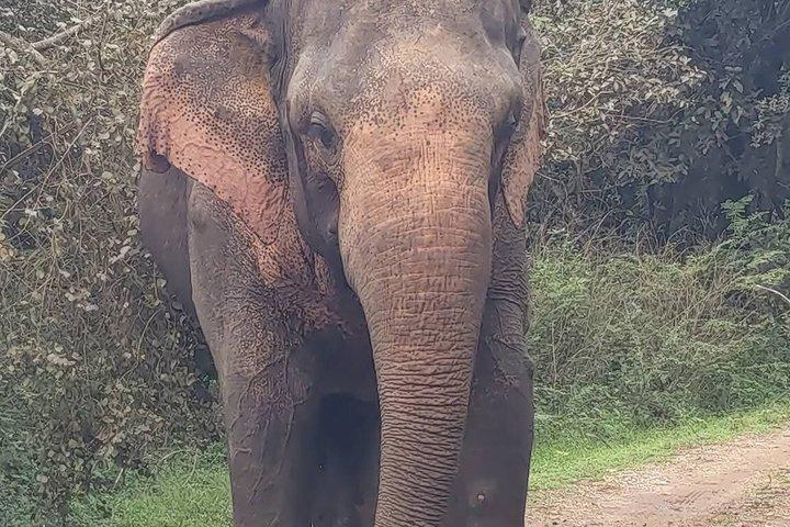 ワスガムワ国立公園サファリジープツアー野生動物との遭遇