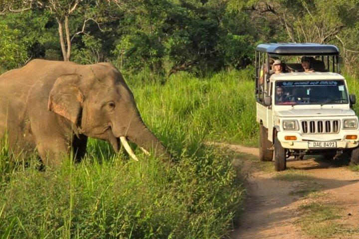 ワスガムワ国立公園サファリジープツアー野生動物との遭遇