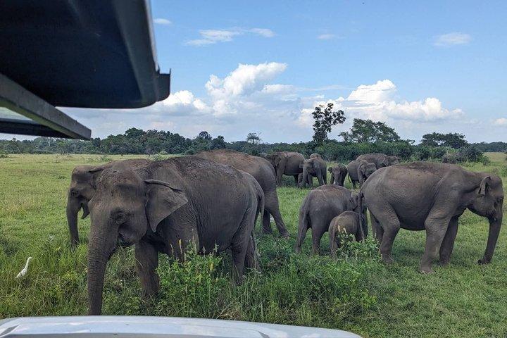 ワスガムワ国立公園サファリジープツアー野生動物との遭遇
