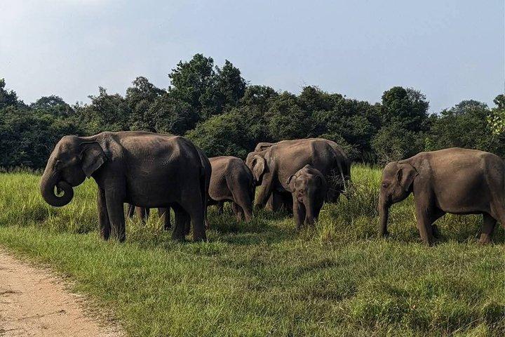 ワスガムワ国立公園サファリジープツアー野生動物との遭遇
