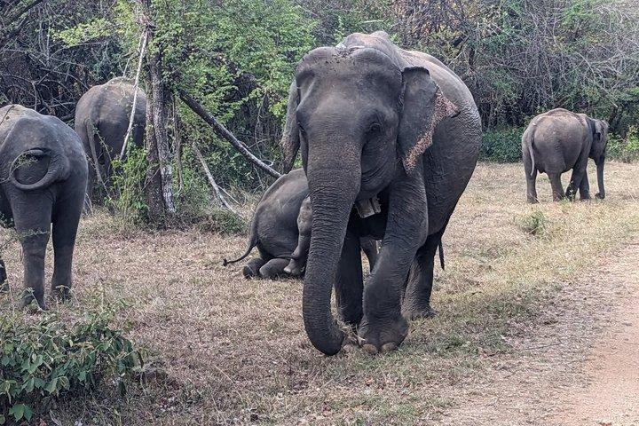 ワスガムワ国立公園サファリジープツアー野生動物との遭遇