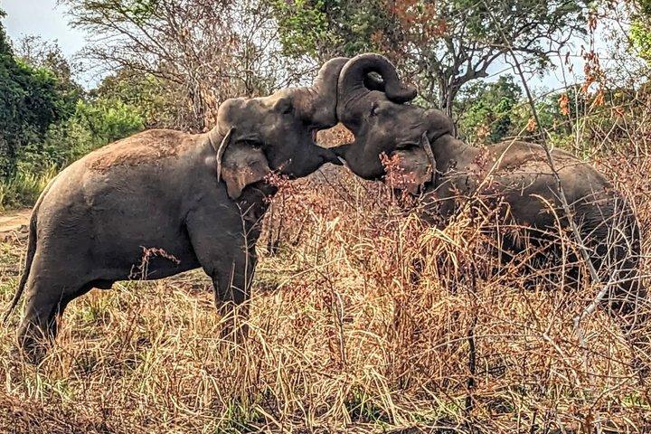 ワスガムワ国立公園サファリジープツアー野生動物との遭遇