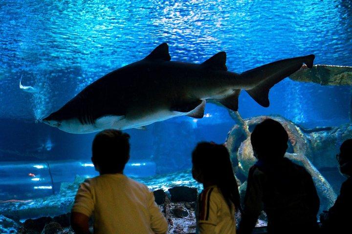 Antalya Aquarium 5 in 1 Mega Combination Ticket