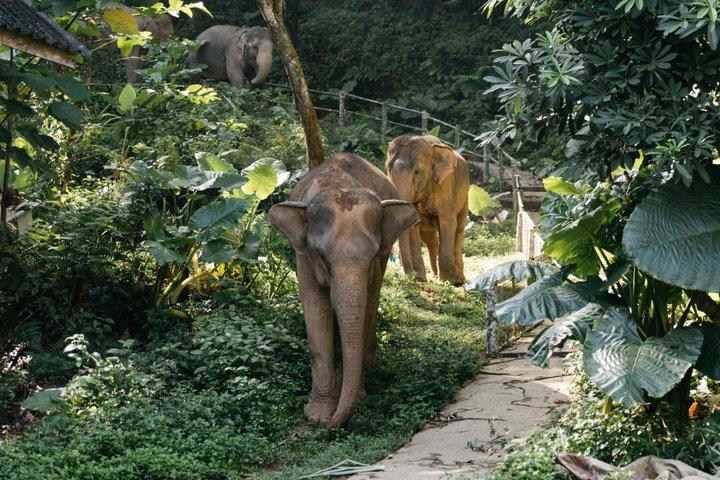 Elephant Sanctuary in Khao Lak