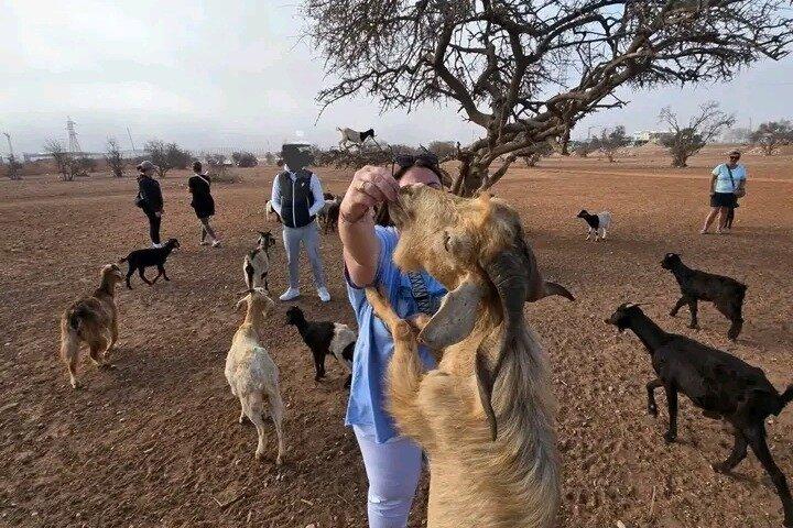 Goat Climbing the Tree in Morning Agadir Experience