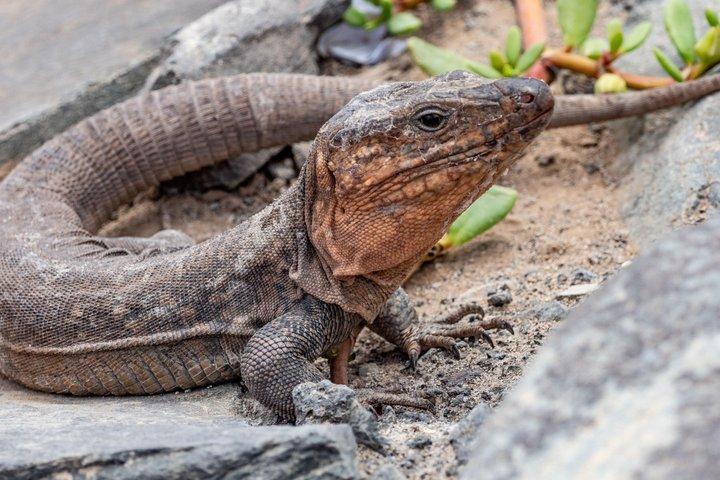 ステップ e-スクーター ツアー プラヤ・イングレス + マスプロマス砂丘でのラクダ乗り