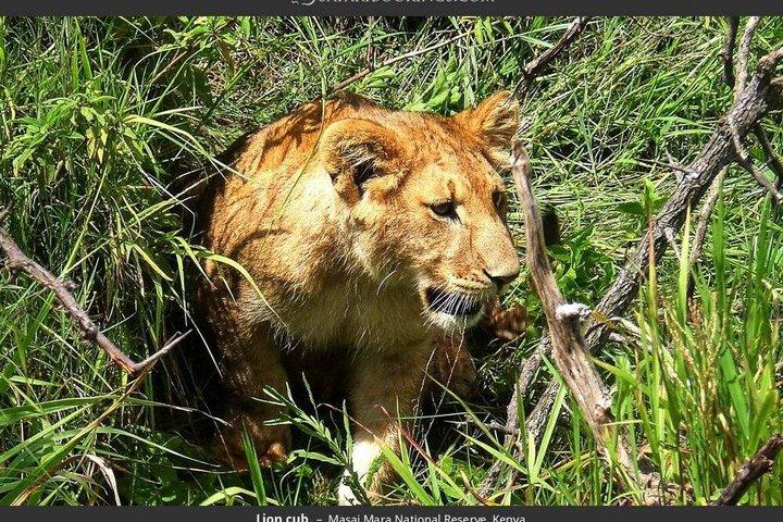 ビッグ5ゲームドライブと野生動物との出会いマサイマラ3日間
