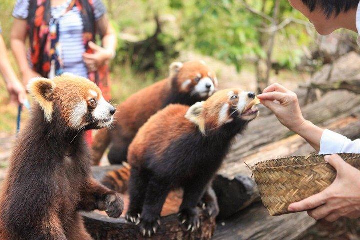 成都パンダ谷：ジャイアントパンダとレッサーパンダの餌やり写真