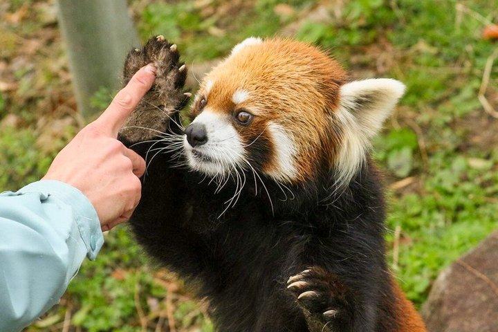成都パンダ谷：ジャイアントパンダとレッサーパンダの餌やり写真